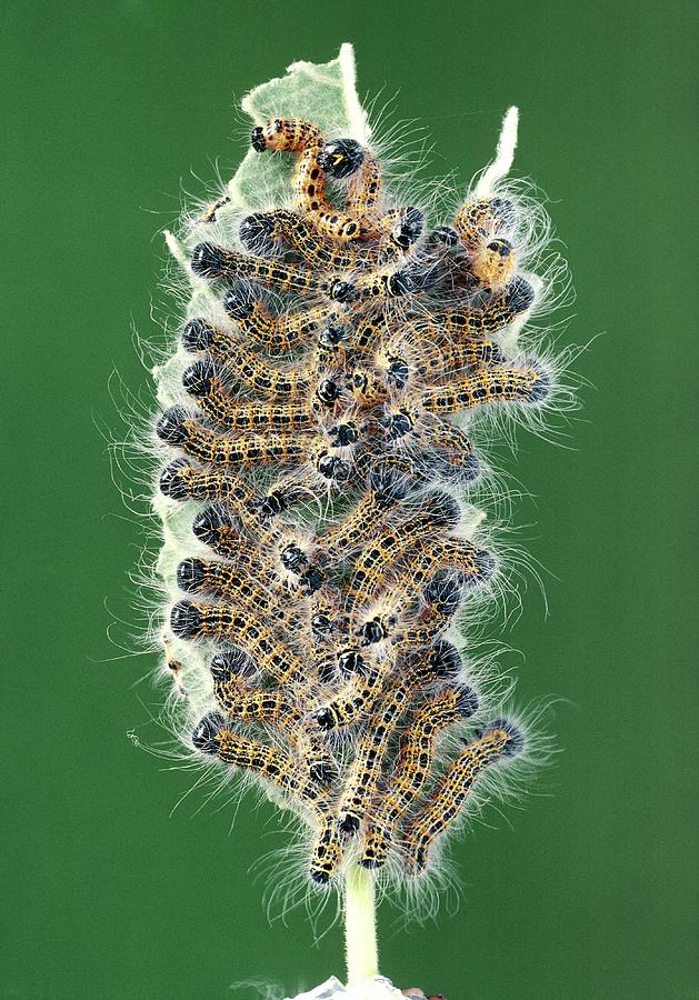 Nature Photograph - Buff-tip Caterpillars #1 by Perennou Nuridsany