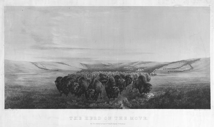 Buffalo Herd, 1862 #1 Painting by Granger
