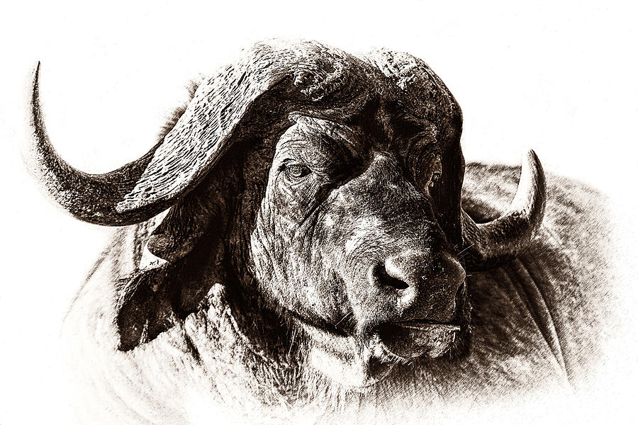 Buffalo Sketch Photograph by Mike Gaudaur Pixels