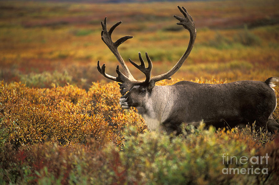 Bull Caribou #1 Photograph by Ron Sanford