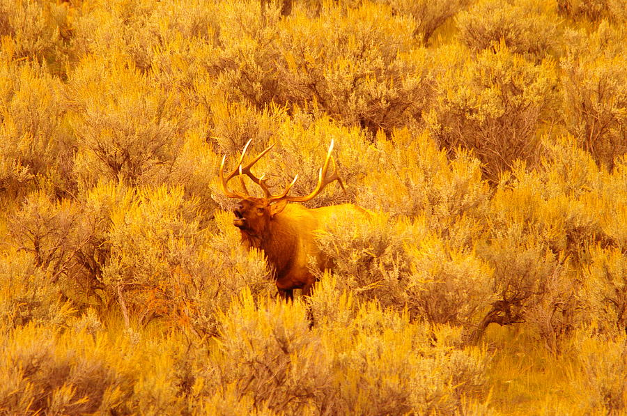 Wildlife Photograph - Bull elk calling out #1 by Jeff Swan