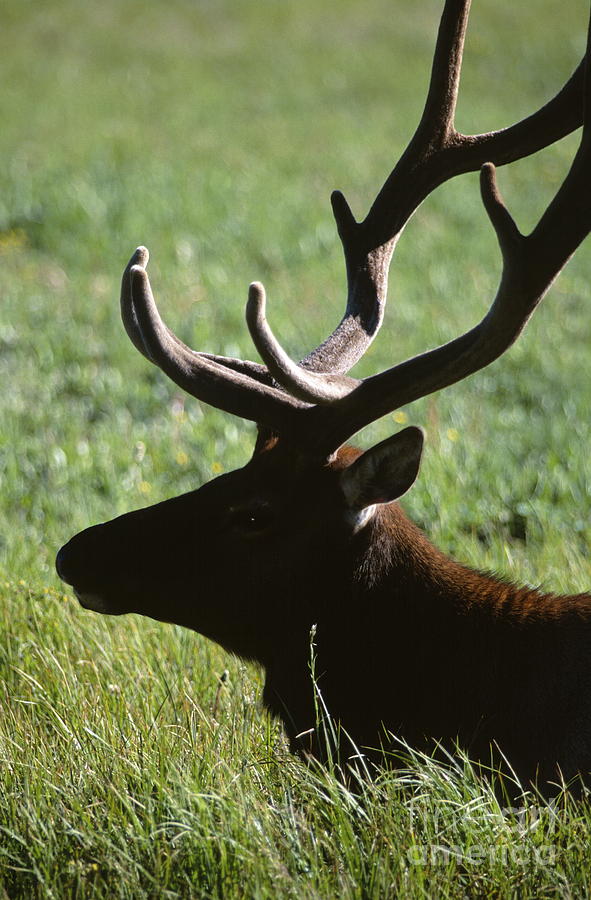 Bull Elk Photograph