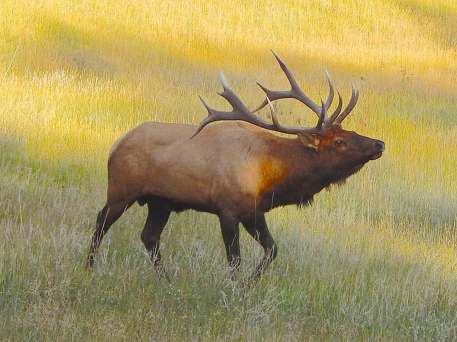 Bull Elk #1 Photograph by Dan Miller