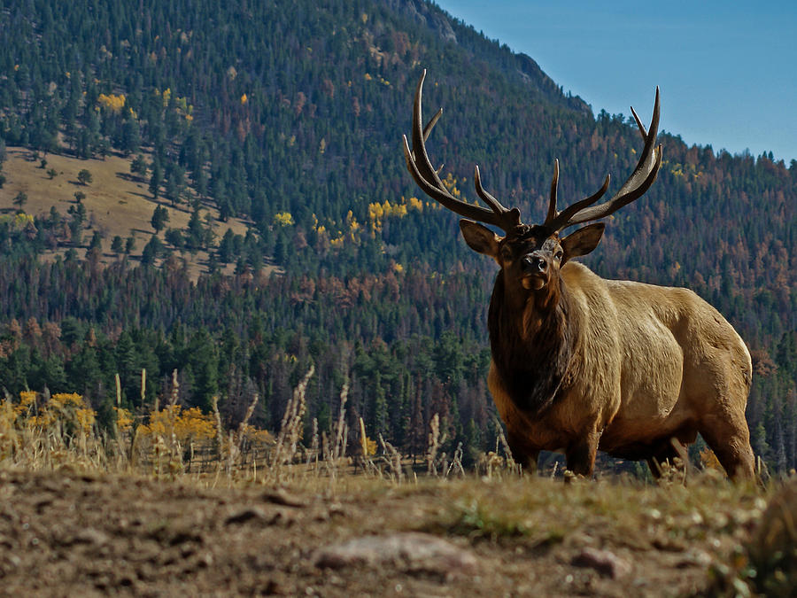 Bull Elk Photograph by Ernest Echols