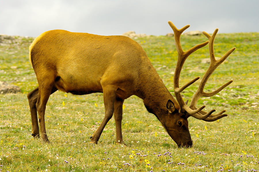 Bull Elk Grazing Photograph