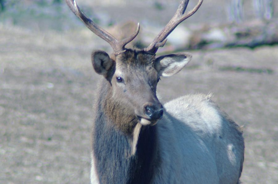 Rocky Mountain National Park Photograph - Bull Elk #1 by Jeff Swan