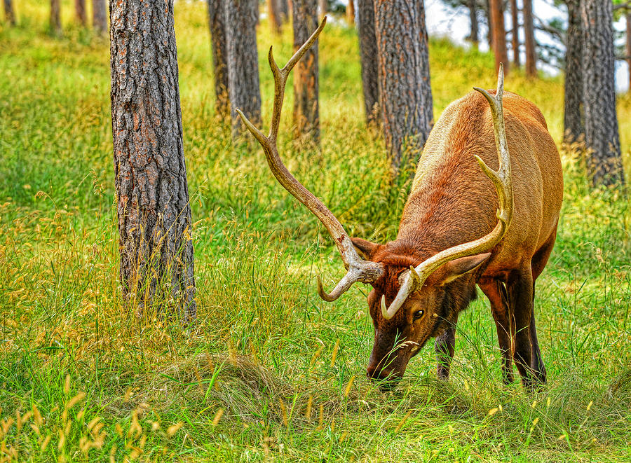 Bull Elk #1 Photograph by Jim Boardman