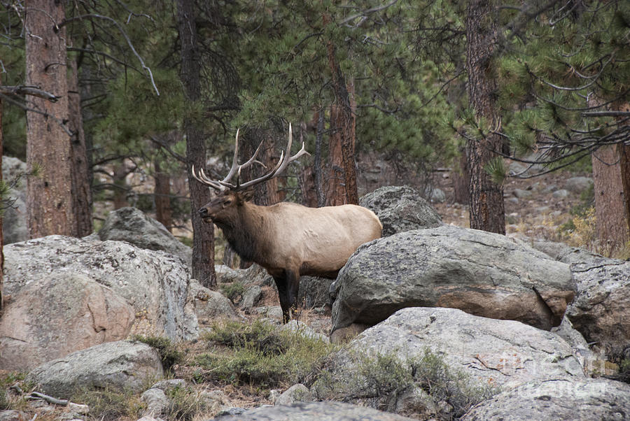 Bull Elk #1 Photograph by Juli Scalzi