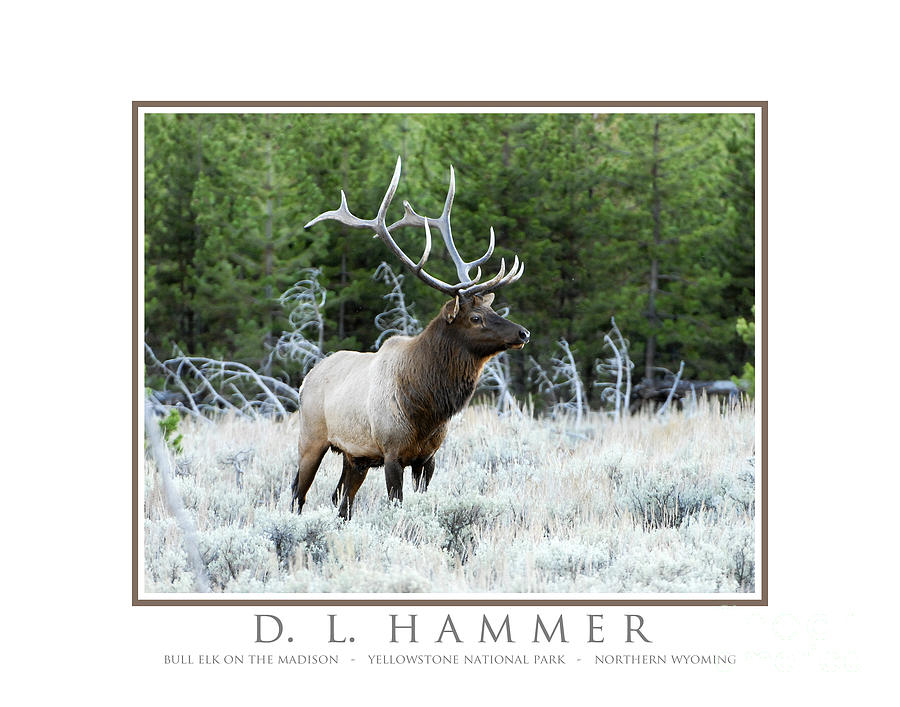 Bull Elk on the Madison #1 Photograph by Dennis Hammer