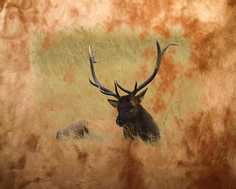 Bull Elk Paint #2 Photograph by Steve McKinzie
