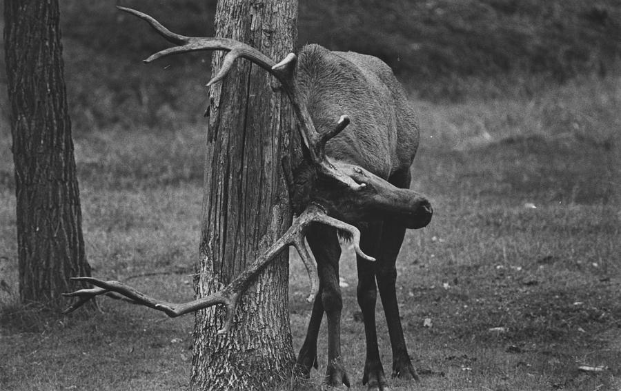 Animal Photograph - Bull Elk With An Itch #1 by Retro Images Archive