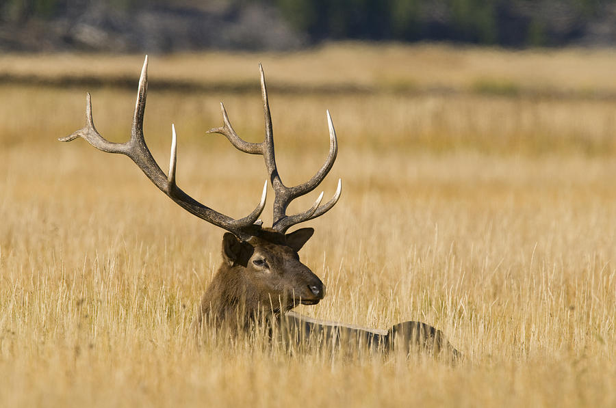 Bull Elk Yellowstone Wyoming #1 Photograph by Steve Gettle