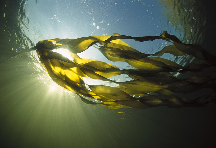 Bull Kelp Nereocystis Luetkeana Photograph by Flip  Nicklin