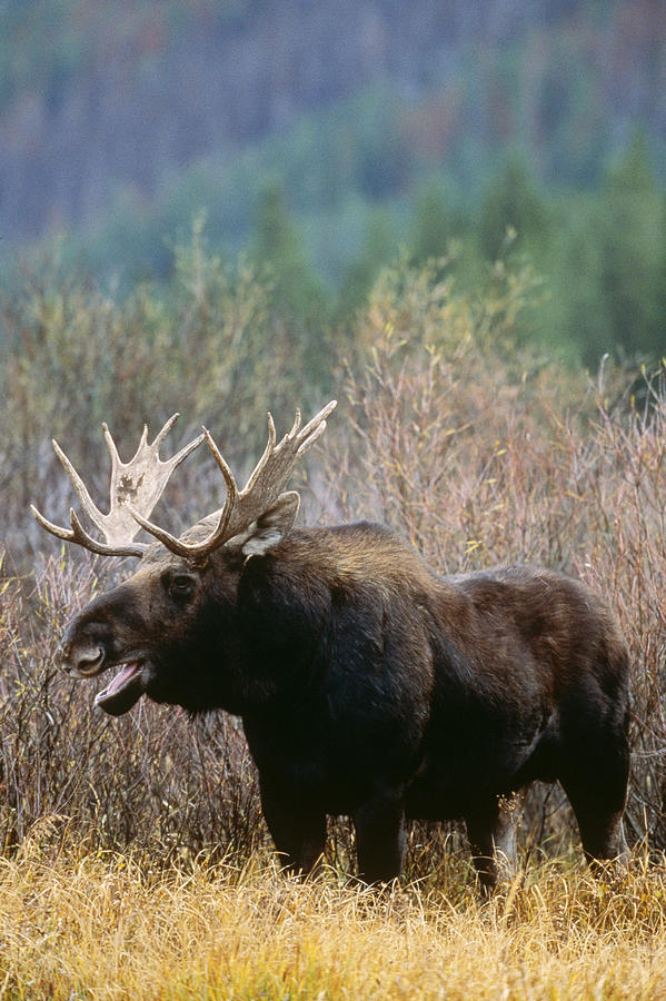 Bull Moose #1 Photograph by Craig K. Lorenz