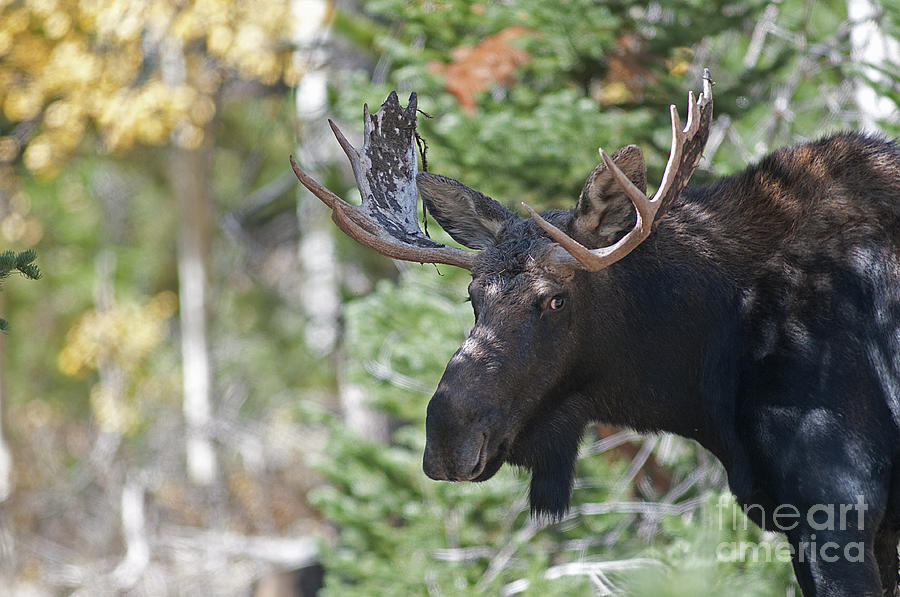 Moose Photograph - Bull moose #1 by Earl Nelson