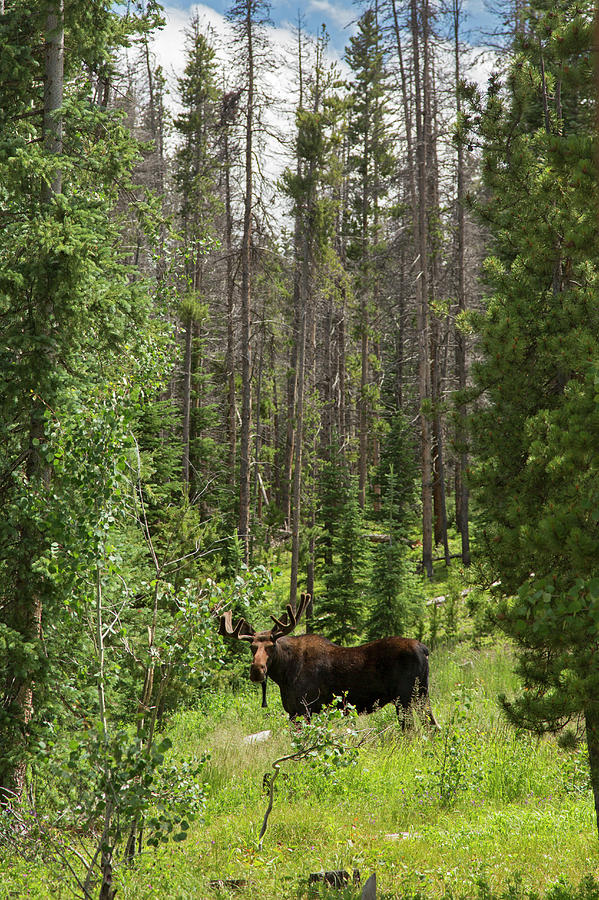 Moose Photograph - Bull Moose Grazing In Mountain Forest #1 by Jim West