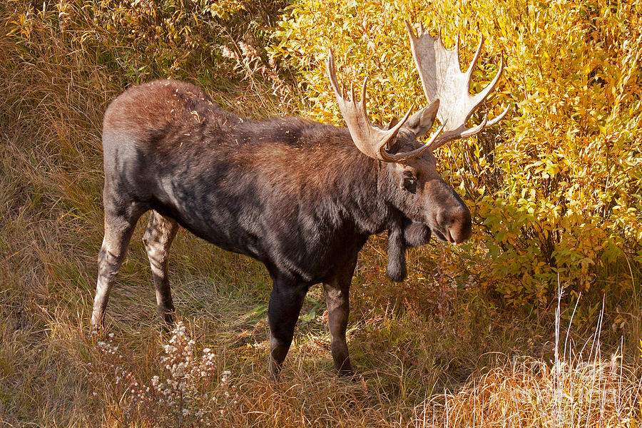 Bull Moose in Grand Teton National Park #1 Photograph by Fred Stearns