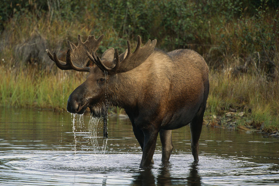 Bull Moose In Pond Near Eielson Visitor Photograph by Harry Walker ...