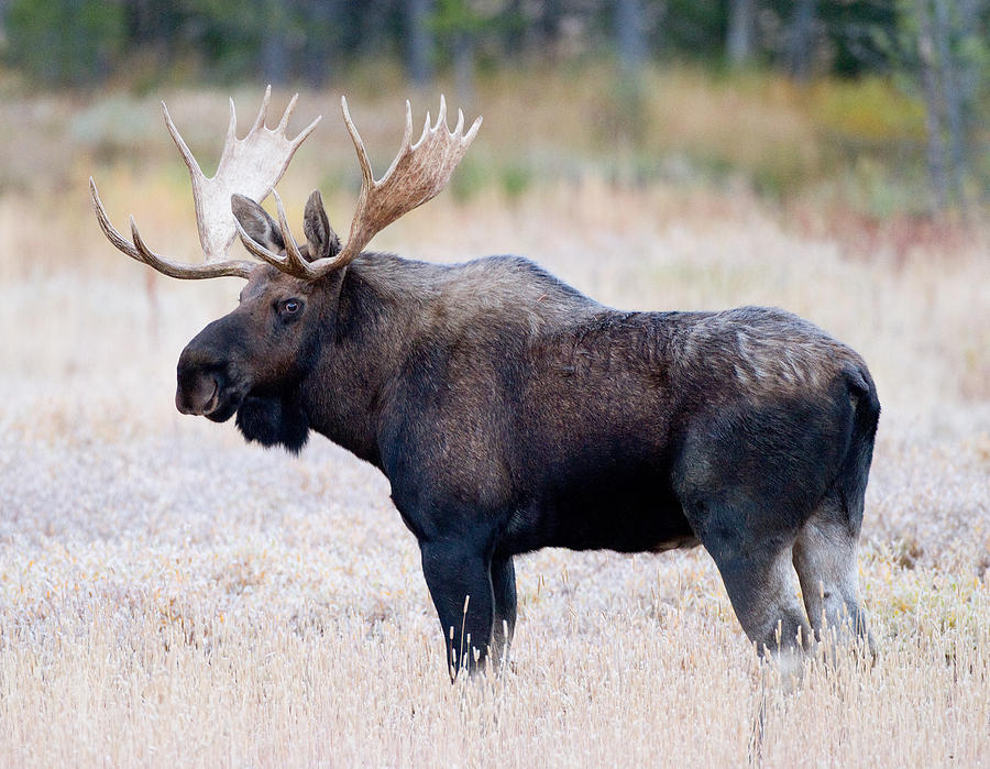 Bull Moose #1 Photograph by Max Waugh