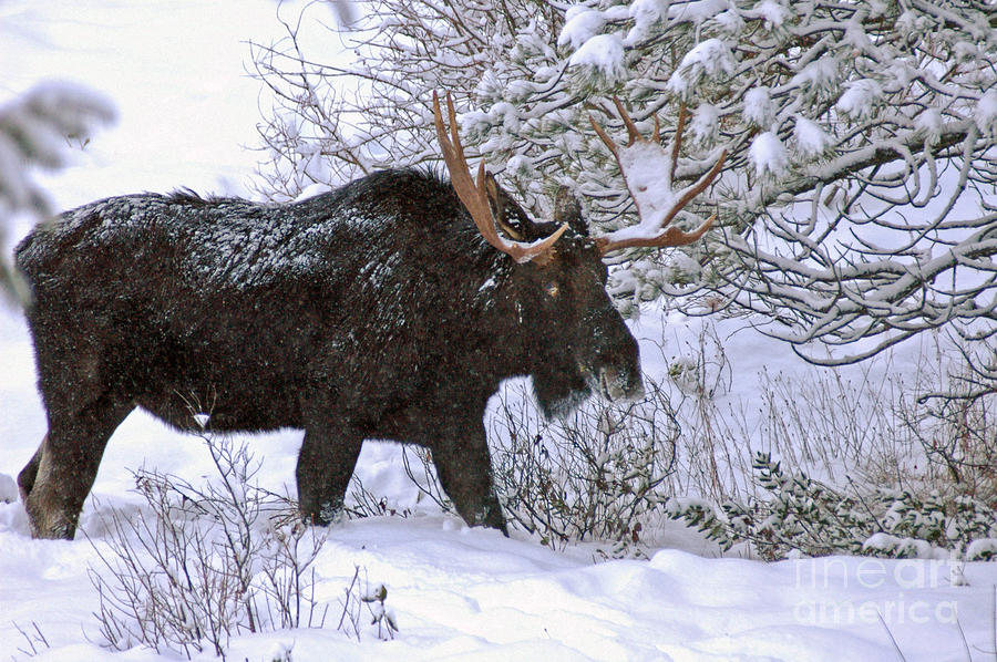 752P Bull Moose Photograph by NightVisions