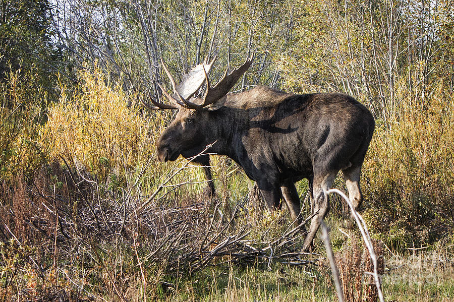 Bull Moose #1 Photograph by Ronald Lutz