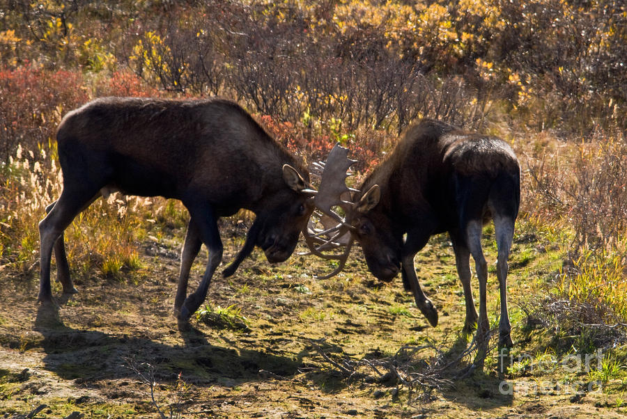 Bull Moose Sparring Photograph by Ron Sanford - Fine Art America