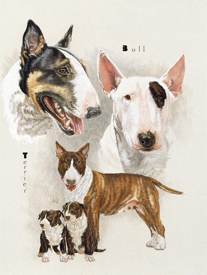 Bull Terrier Drawing by Barbara Keith