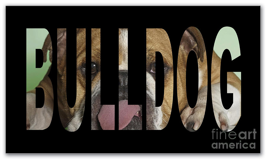 Bulldog Mixed Media - Bulldog #1 by Marvin Blaine