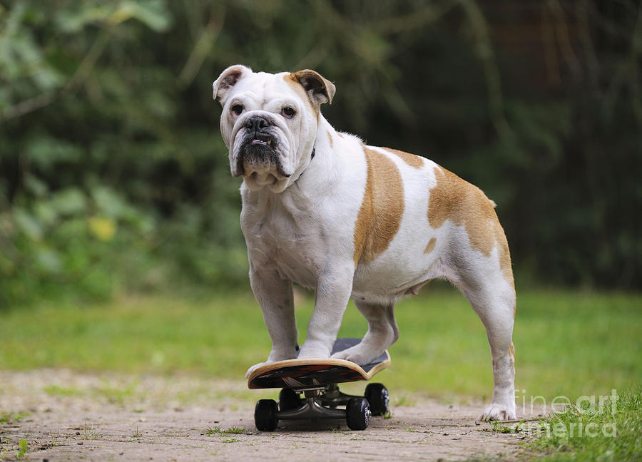 Bulldog On Skateboard Photograph by John Daniels - Fine Art America