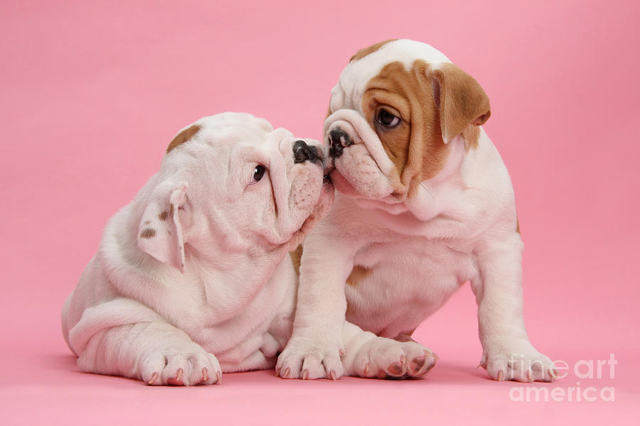 Bulldog Puppies Kissing Photograph by Mark Taylor