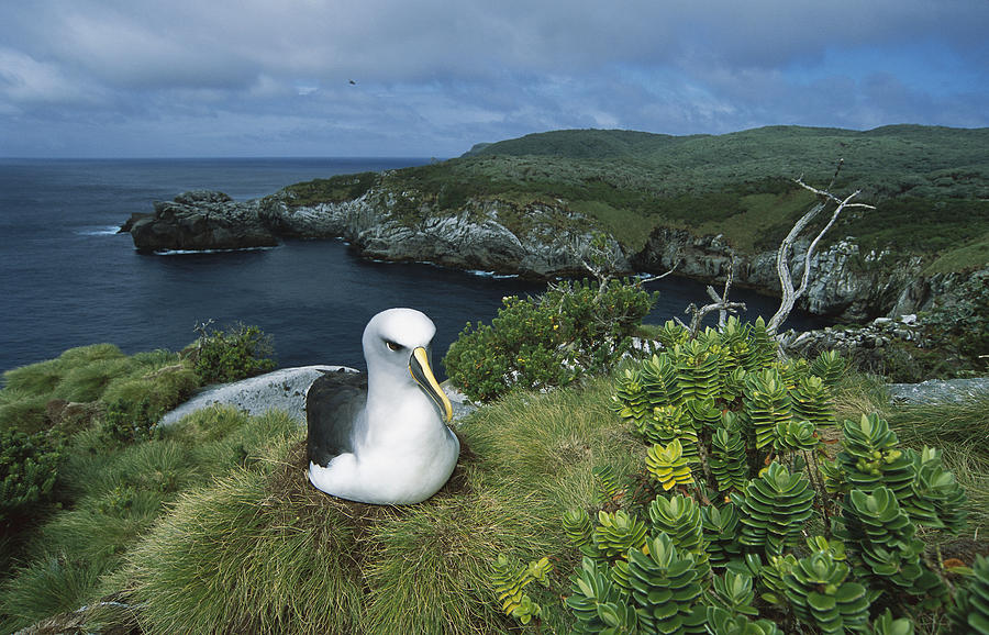 Bullers Albatross Nesting Snares Islands #1 Photograph by Tui De Roy