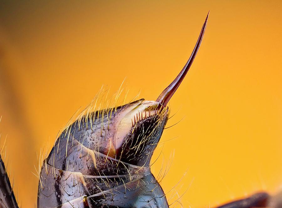 Bullet Ant Stinger Photograph by Nicolas Reusens | Pixels