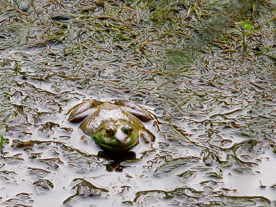Bullfrog in the Mud #1 Photograph by Natalie Rotman Cote