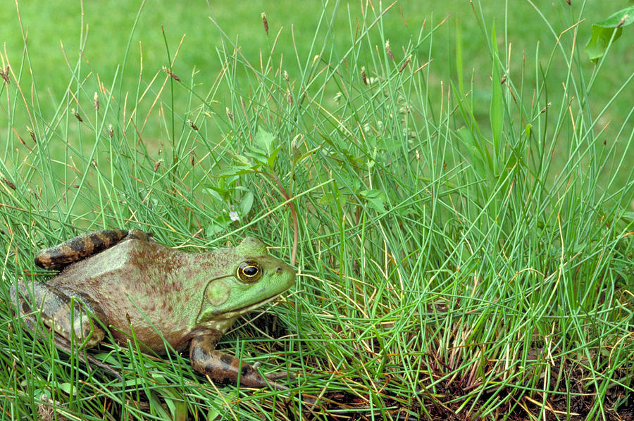 Bullfrog #1 Photograph by Phil A. Dotson