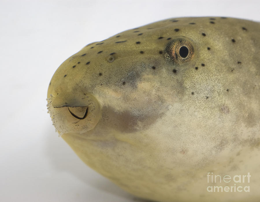 Bullfrog tadpole by Dan Suzio Bullfrog tadpole by Dan Suzio