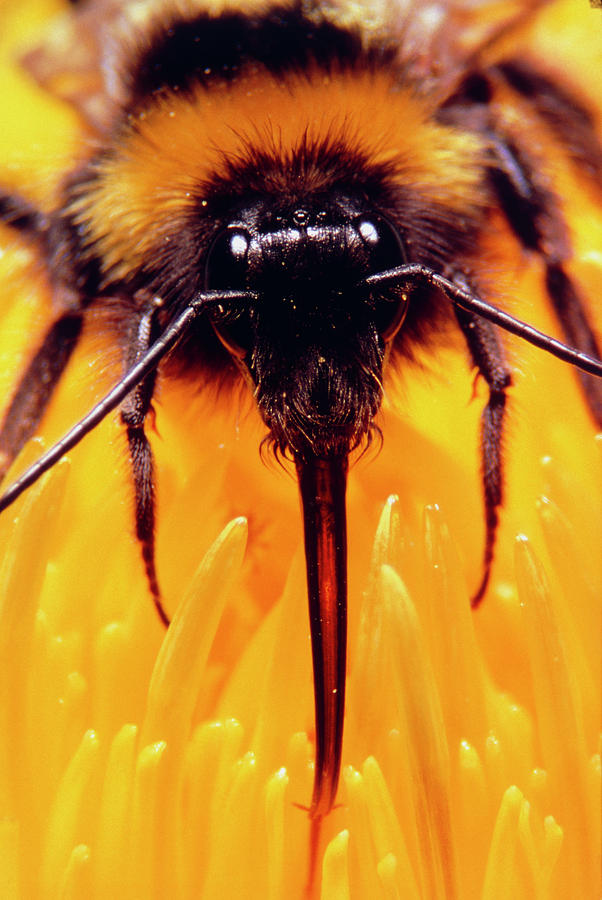 Wildlife Photograph - Bumble Bee Feeding On A Yellow Flower #1 by Dr Jeremy Burgess/science Photo Library