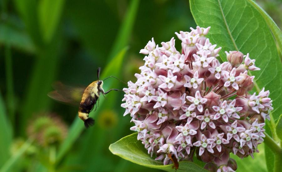 Bumble Bee Moth Photograph