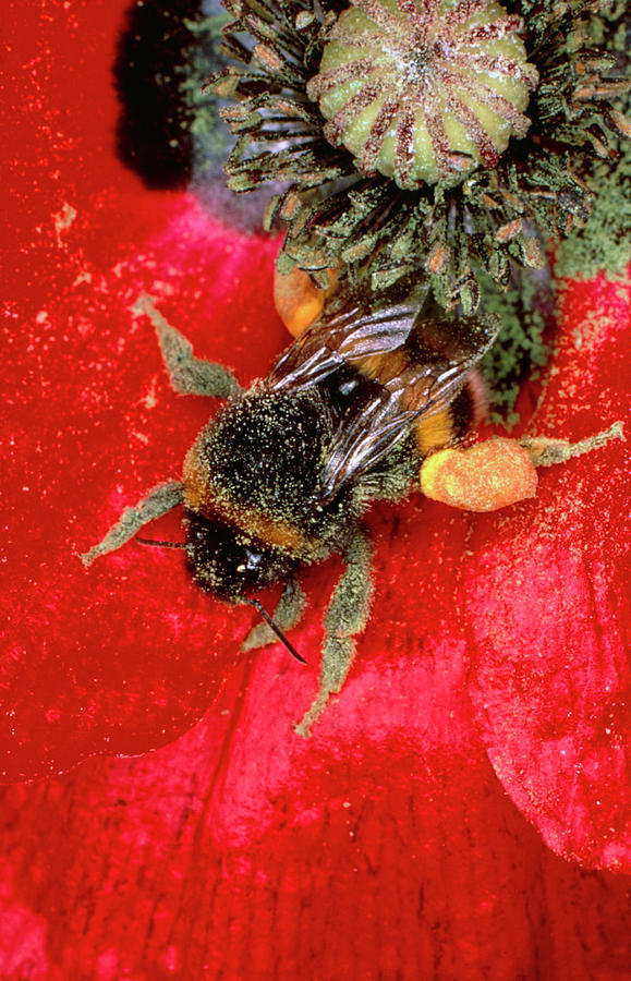 Bumblebee Gathering Pollen From Poppy #1 Photograph by Dr Jeremy Burgess/science Photo Library