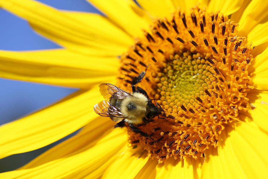 Bumblebee on Sunflower #2 Photograph by Lucinda VanVleck