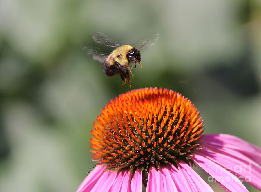 Bumblebee   Photograph by Yumi Johnson