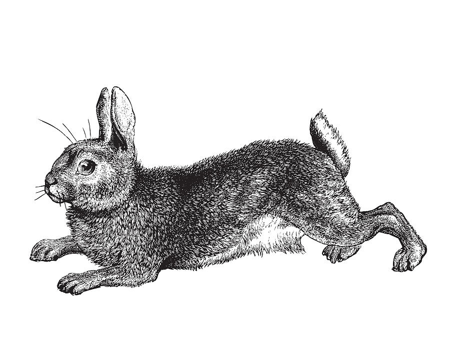 Bunny Rabbit Historic Engraving Drawing by Ticky Kennedy LLC | Fine Art ...