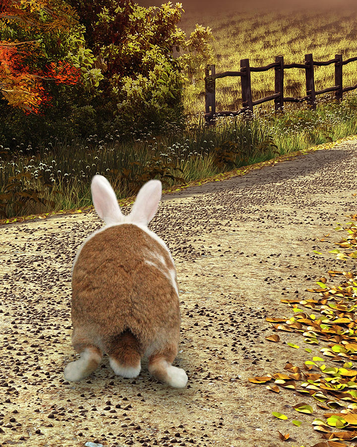 Bunny Trail Photograph by Diane Bell