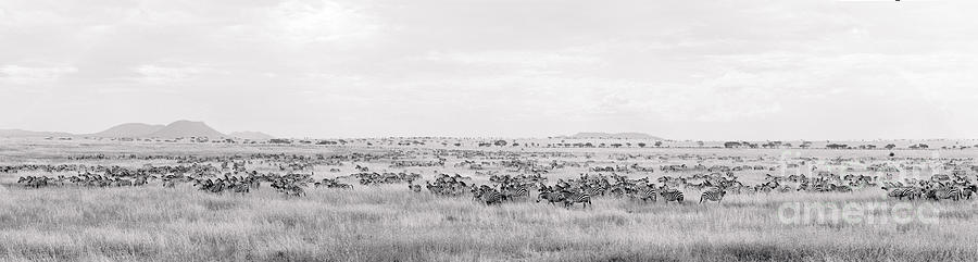 Burchell Zebra Herd #1 Photograph by Gregory G. Dimijian