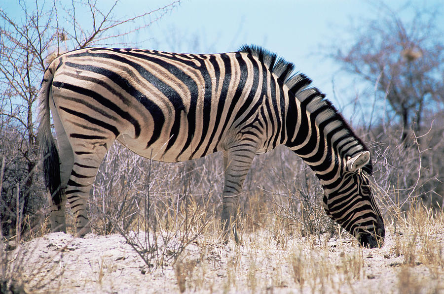 Burchells Zebra #1 Photograph by Sinclair Stammers/science Photo Library