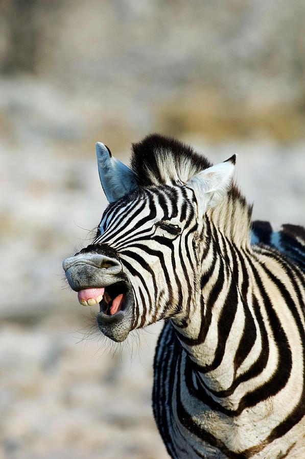 Burchells Zebra #1 Photograph by Tony Camacho/science Photo Library