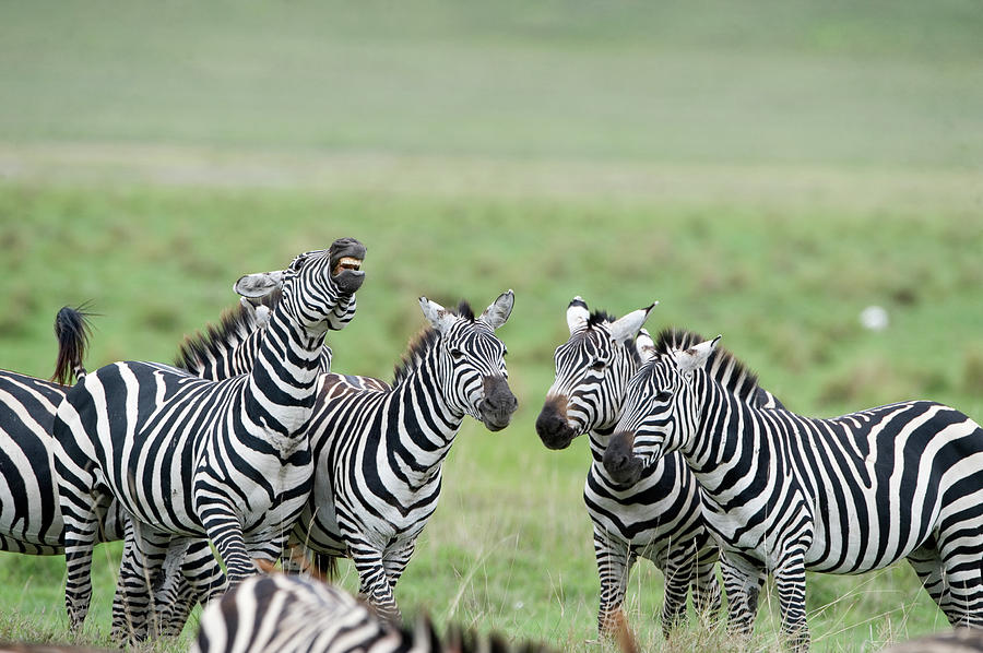 Wildlife Photograph - Burchells Zebras Equus Burchelli #1 by Animal Images