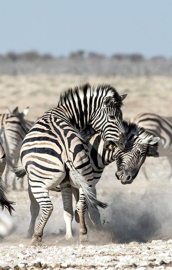 Burchells Zebras Fighting #1 Photograph by Tony Camacho/science Photo Library