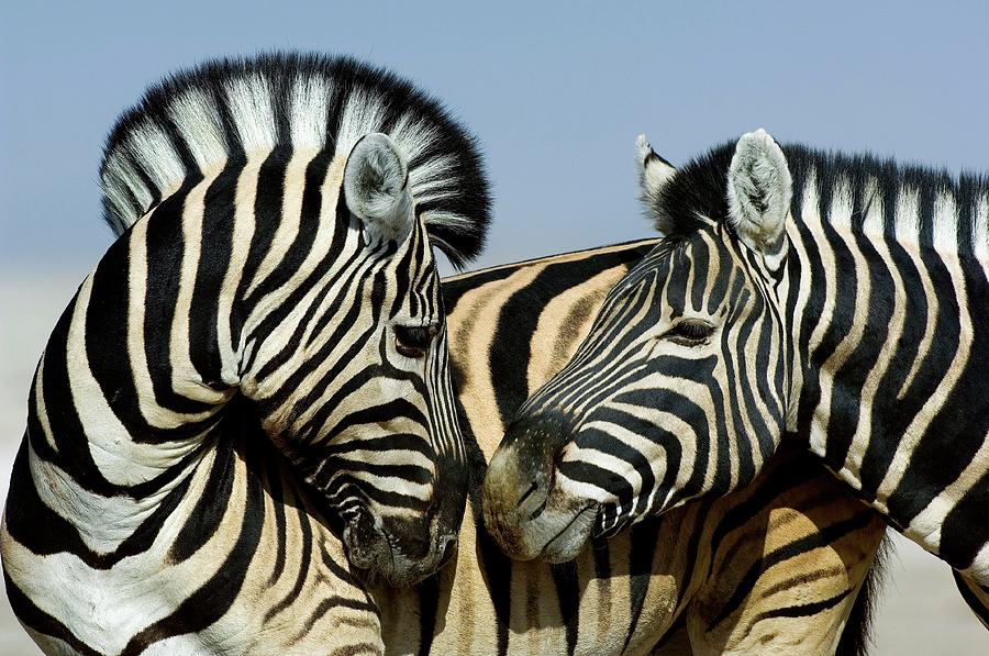 Burchells Zebras #1 Photograph by Tony Camacho/science Photo Library