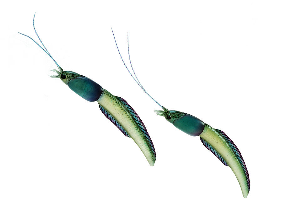 Burgess Shale Animal #1 Painting by Chase Studio