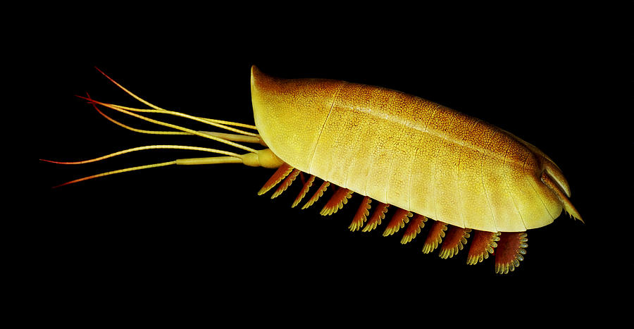 Burgess Shale Arthropod Painting by Chase Studio - Fine Art America